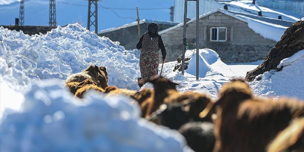 Kar 3 metreyi buluyor, köy kar altında kalıyor: Besicilerin mesaisi soğukla daha da zorlaşıyor 2